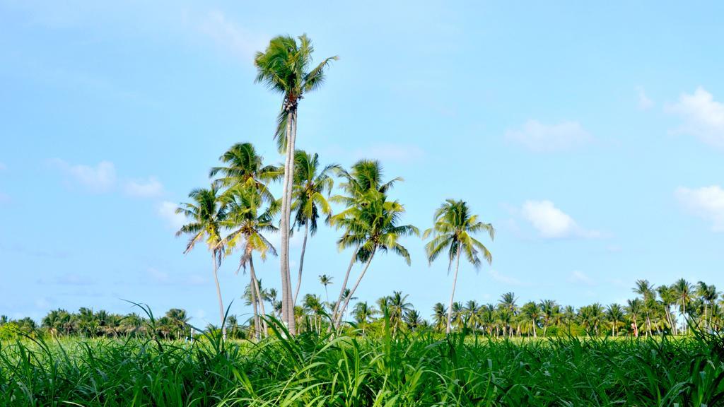 Holiday Cottage Thoddoo, Maldives Bagian luar foto